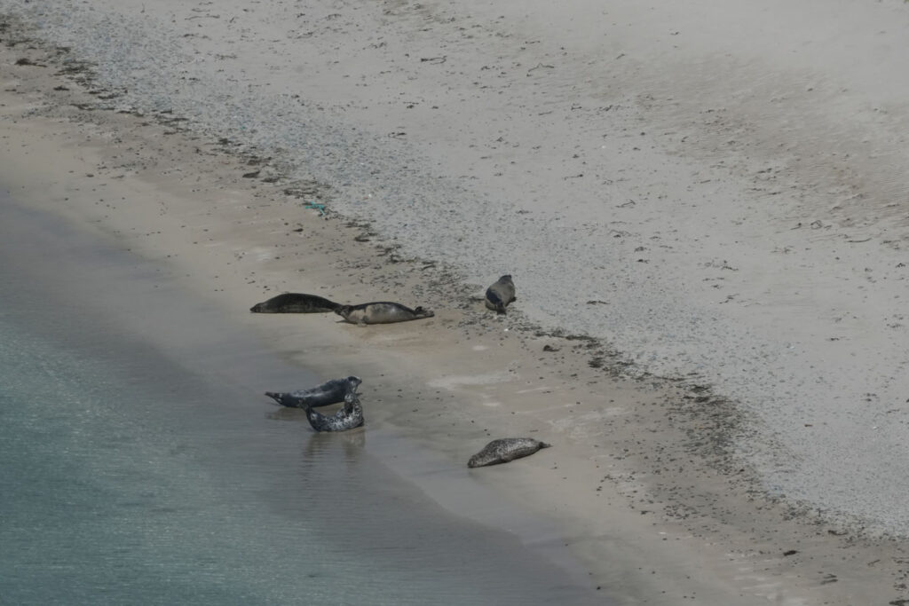 Zeehonden op Rerwich Beach